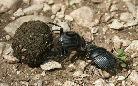 The Dung Beetle and the Leopard – En fascinerande berättelse om stolthet, list och oväntade vänskap!